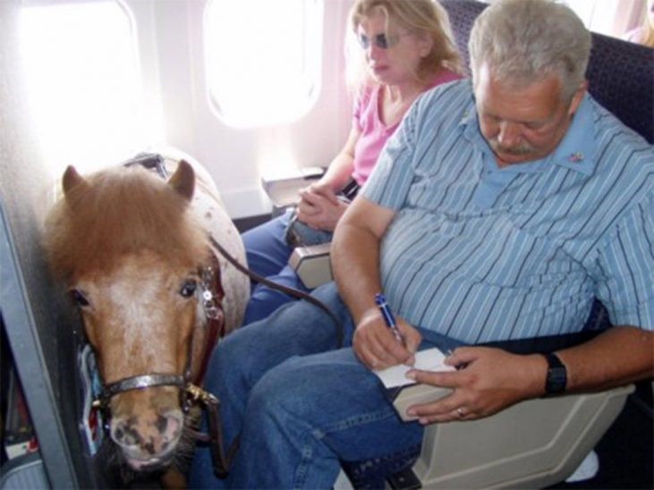 Flying horses grounded as US airlines apply new rules - Airline Ratings